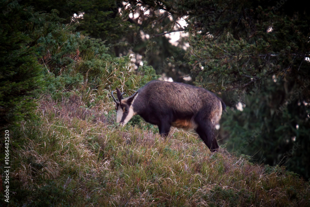 chamois female, rupicapra rupicapra, at a autumn day on the mountains chamois female, rupicapra rupicapra, at a autumn day on the mountains