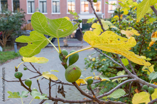 figs ripening on a fig tree in an urban  garden photo