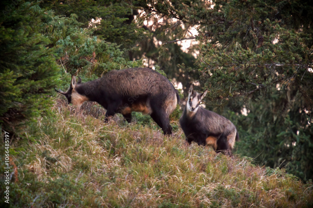 chamois female with his fawn at a autumn evening on the mountains chamois female with his fawn at a autumn evening on the mountains