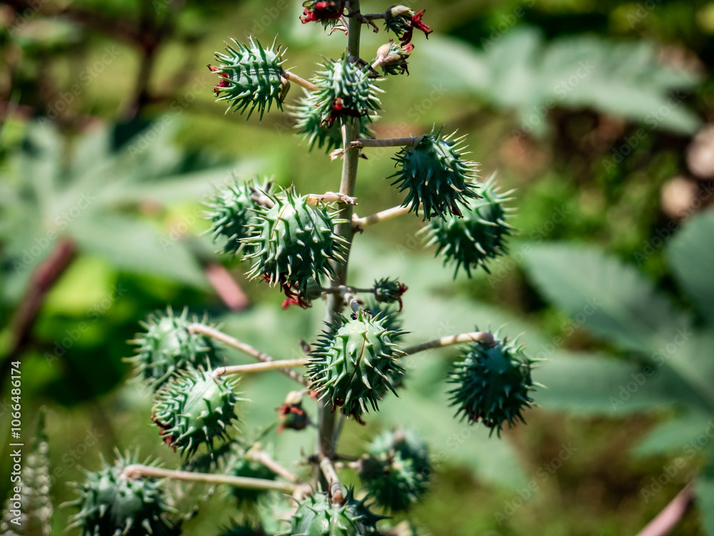 castor bean is a unique plant with a small size but full of thorns castor bean is a unique plant with a small size but full of thorns
