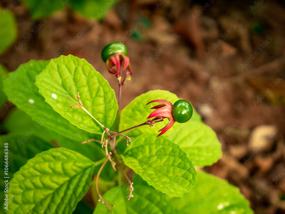 small fruit with a round shape and shiny green, small fruit with a round shape and shiny green,