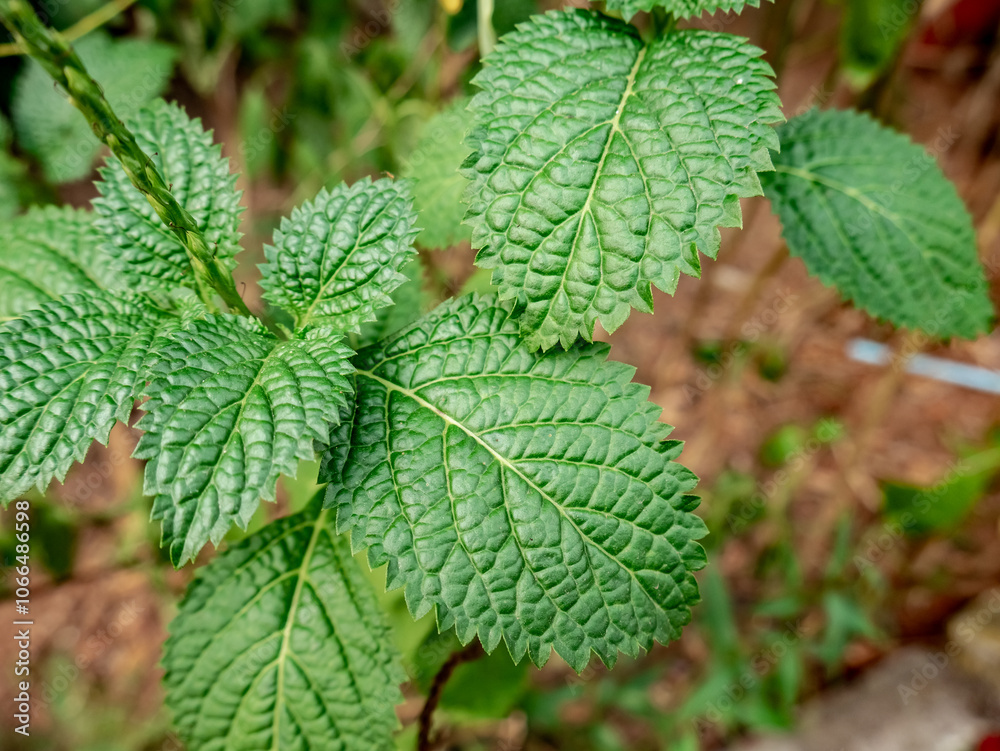 stachytarpheta jamaicensis is an herb or small shrub 50 to 80 cm high stachytarpheta jamaicensis is an herb or small shrub 50 to 80 cm high