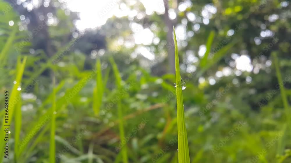 Beautiful view of water bubbles on grass. 4k footage focused on the foreground. Perfect for a documentary about the beauty of the tropical rainforest. morning dew on a green grass. Beautiful view of water bubbles on grass. 4k footage focused on the foreground. Perfect for a documentary about the beauty of the tropical rainforest. morning dew on a green grass.