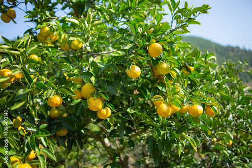 ゆこう（柚香）