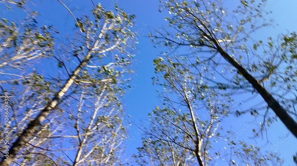 Drone slither view between a row of poplar woods, during late fall season. Northern Italy, Piedmont Region, Novara Province. Drone slither view between a row of poplar woods, during late fall season. Northern Italy, Piedmont Region, Novara Province.