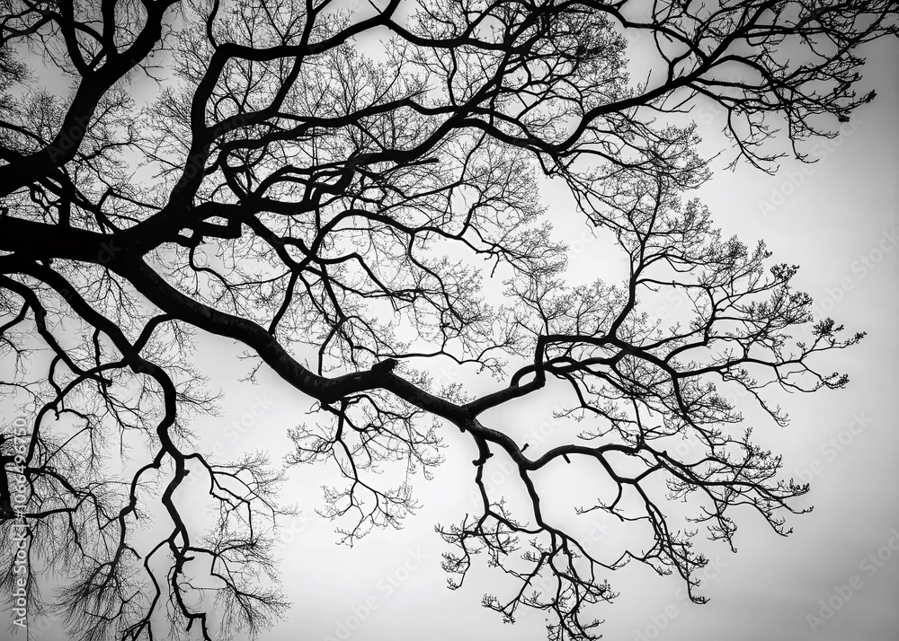 Fototapeta premium Black and White Tree Branch Silhouette Set - Artistic Nature Photography, Minimalist Wall Art, Monochrome Tree Designs, Nature Decor, Rustic Home Decor, Botanical Illustrations