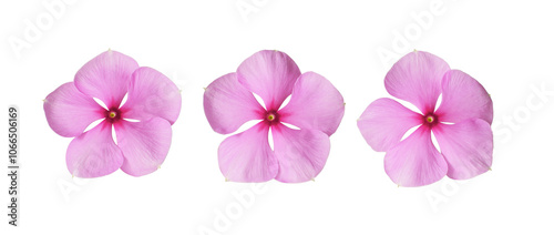 Set of pink catharanthus flowers isolated on white or transparent background photo