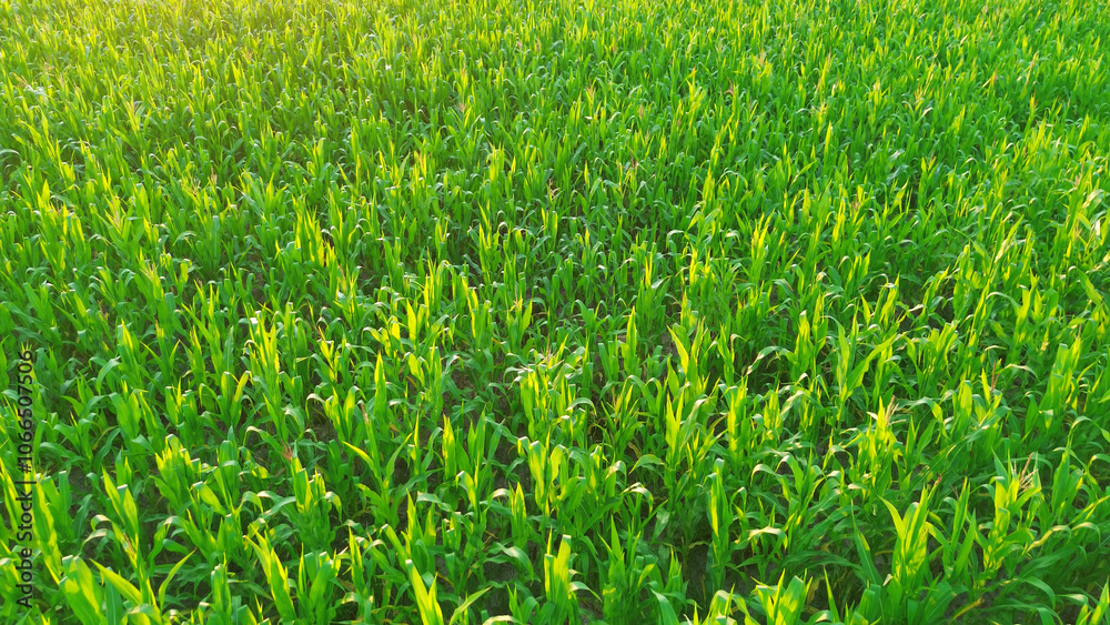 Rural cornfield bathed in evening sunlight Rural cornfield bathed in evening sunlight