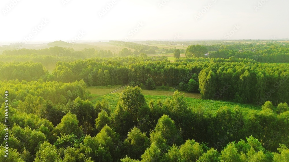 Obraz premium Sun rays pierce through misty forest canopy