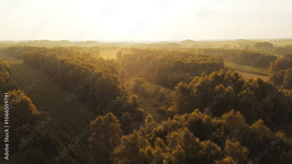 Obraz premium Morning light over lush green forest, aerial view