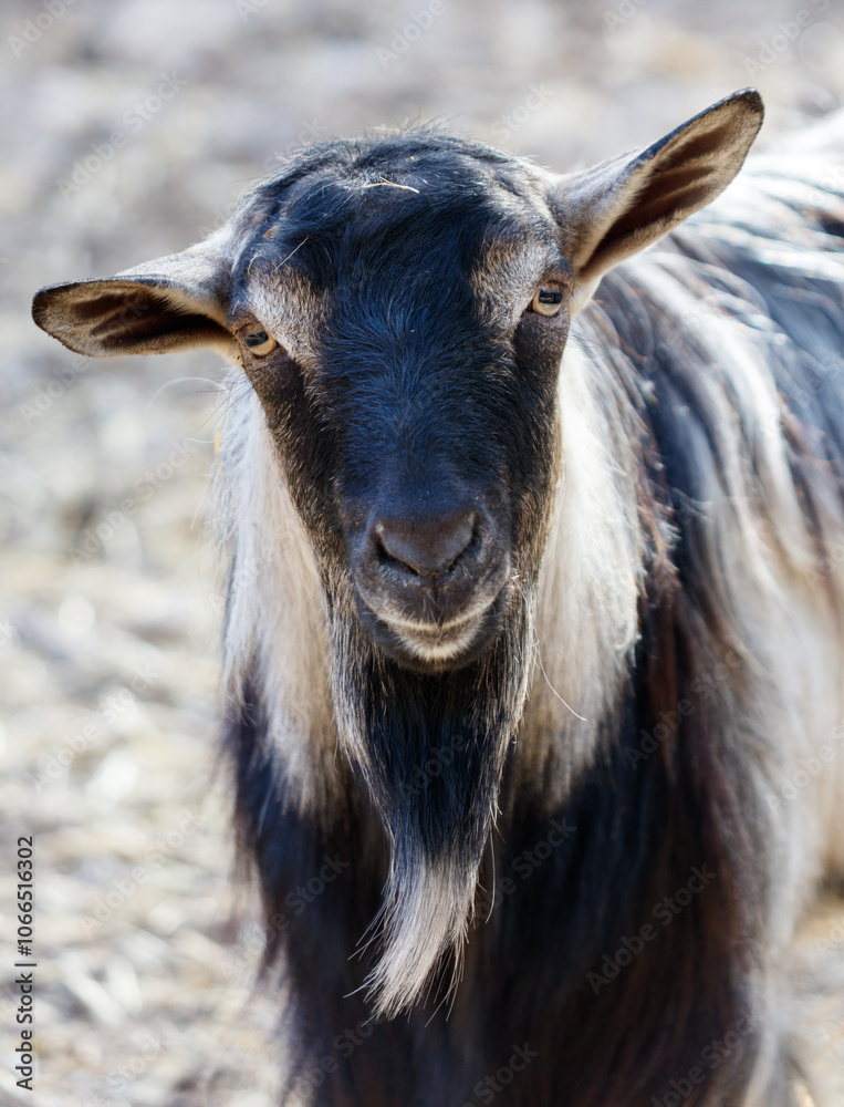A goat with a long beard and a black and white coat A goat with a long beard and a black and white coat