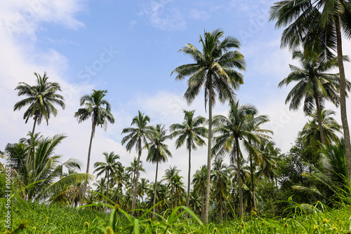 Coconut palm trees on background of blue sky and white clouds. Сoconut grove on tropical beach