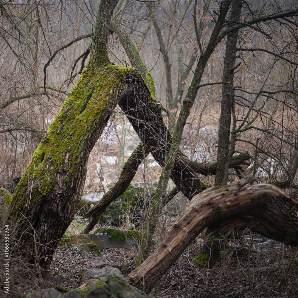 A windfall has knocked down trees. The tree is covered with moss.Marshy area and forest thickets.
A windfall has knocked down trees. The tree is covered with moss.Marshy area and forest thickets.