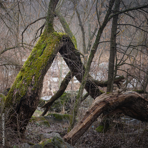 A windfall has knocked down trees. The tree is covered with moss.Marshy area and forest thickets. 