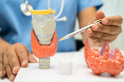 Hyperthyroidism, Overactive Thyroid, Thyroid Lymphoma, Asian doctor with thyroid gland human anatomy model in hospital. photo