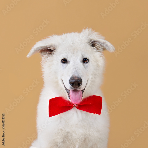 Portrait of White Swiss Shepherd Dog puppy photo