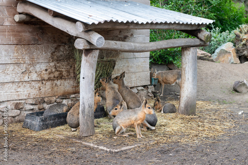 Patagonian Mara Family Resting Under Wooden Shelter at Zoo