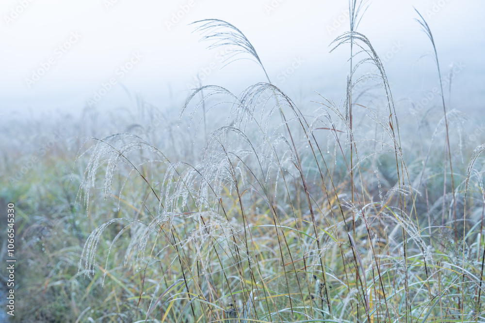 Fototapeta premium 雨あがりの朝霧のすすき野原