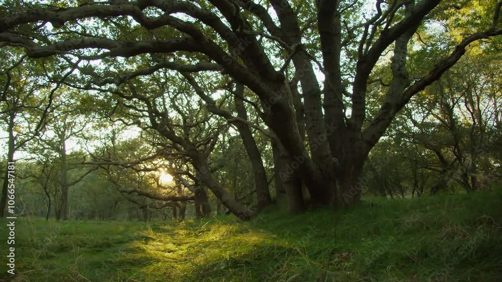 The First Rays of Sunlight Penetrate the Forest Canopy, Lighting Up the Soft Grass and Creating a Serene Atmosphere. Concept of the Enchanted Forest at Dawn, Symbolizing the Start of a New Day The First Rays of Sunlight Penetrate the Forest Canopy, Lighting Up the Soft Grass and Creating a Serene Atmosphere. Concept of the Enchanted Forest at Dawn, Symbolizing the Start of a New Day