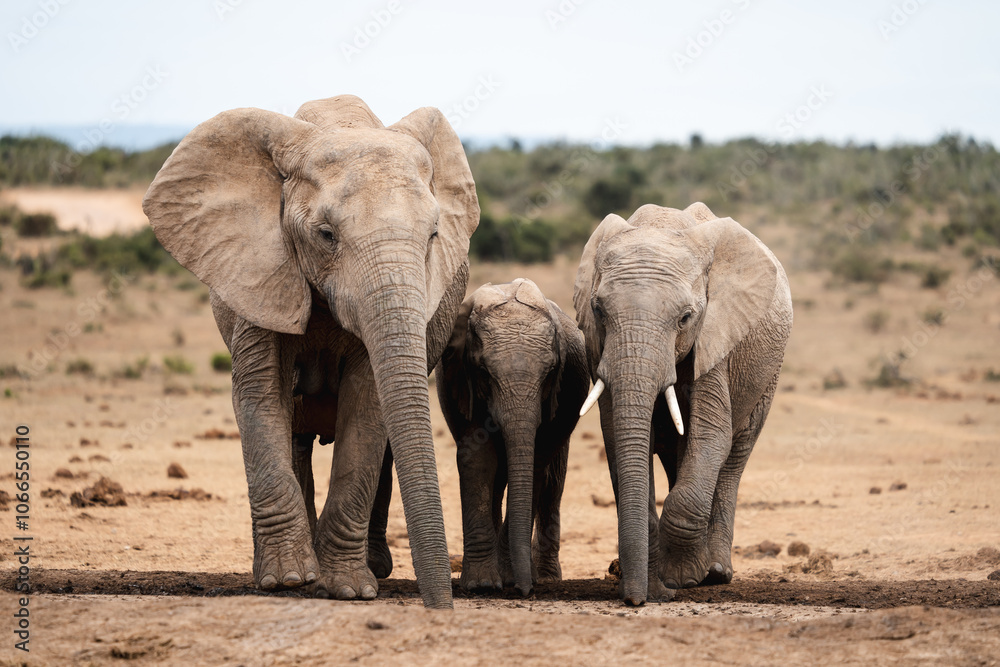 a small family of african elephants walking closely together a small family of african elephants walking closely together