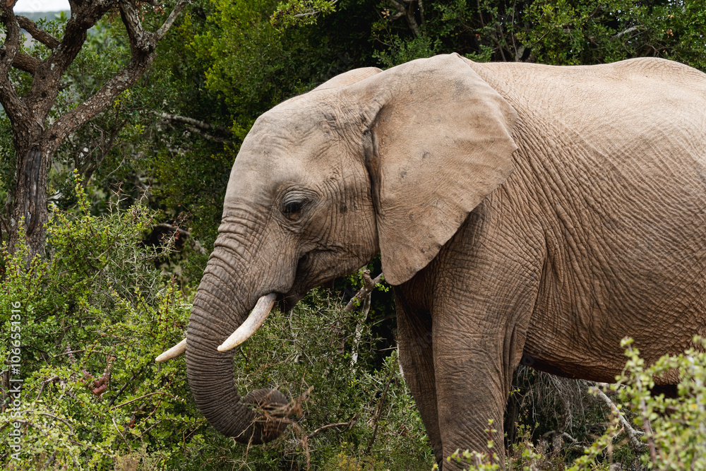 An African elephant grazing on a bush An African elephant grazing on a bush