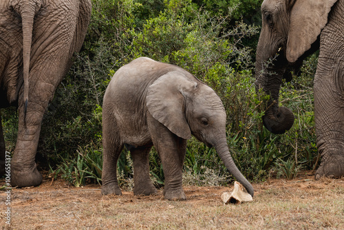 Baby elephant playing with a bone in Addo elephant park