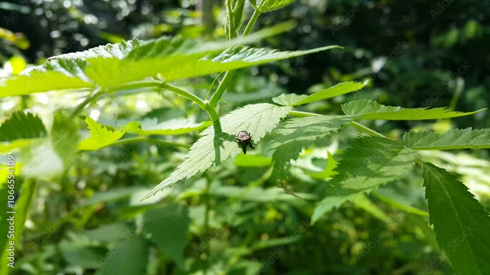 The bug on a leaf. Aesthetic footage of Black marmorated stink bug on a leaf in the morning sunlight. 4k footage. Perfect for a documentary about the beauty of the tropical rainforest.