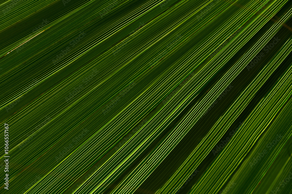 Vibrant green palm leaves create intricate patterns in natural light on a sunny day in paradise Vibrant green palm leaves create intricate patterns in natural light on a sunny day in paradise