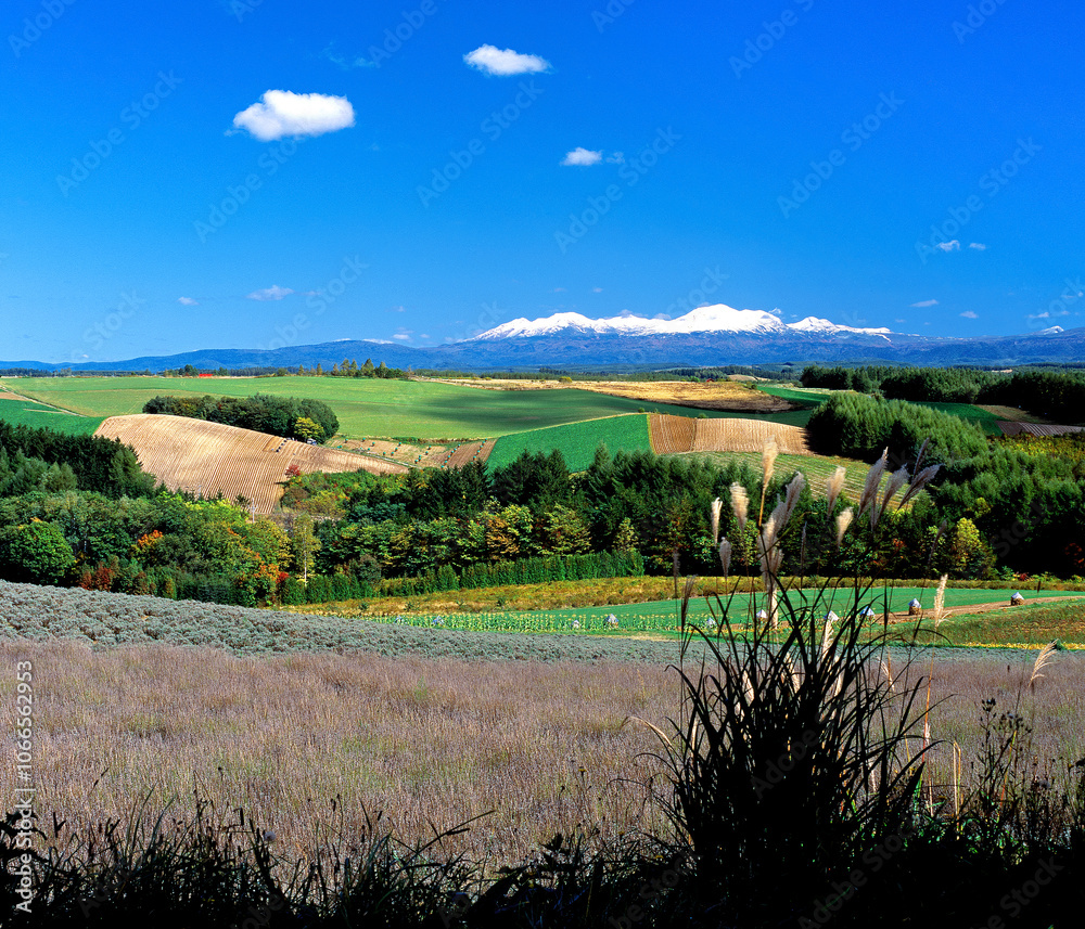 Obraz premium 秋の丘と旭岳の冠雪(上富良野町)