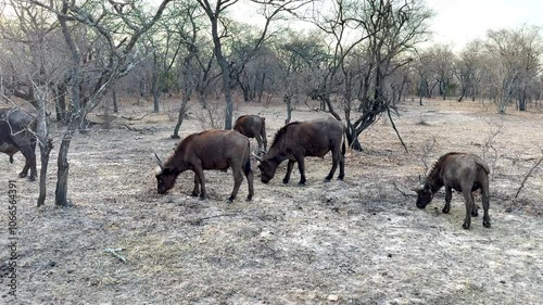 Flusspferd, Nilpferd, Hippo, Hippopotamus amphibius, Hippopotamus, Großflusspferd,  Säugetier, Pflanzenfresser, Wasserloch, See, Fluss, Wildtierfotografie, Safaritiere, wild lebende Tiere, Wildtiersch photo