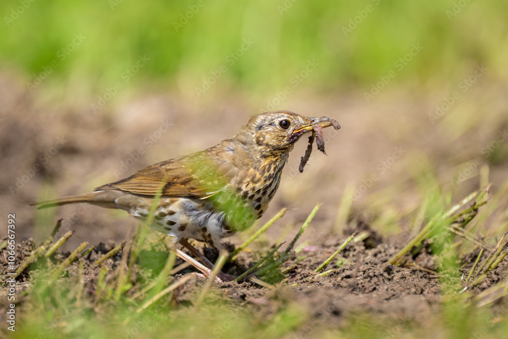 A Song Thrush looking for food on the ground A Song Thrush looking for food on the ground