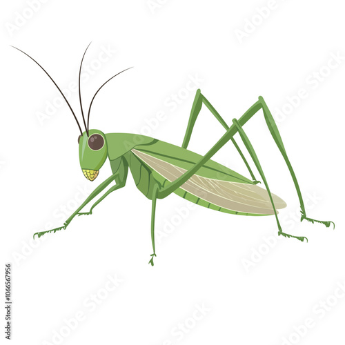 Grasshopper isolated on a white background. Vector illustration.