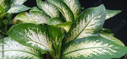 Dieffenbachia seguine or sri rejeki photo