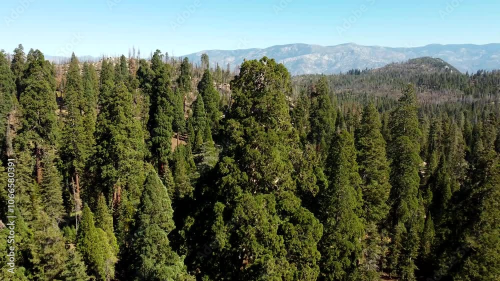 USA, CA, Johnsondale, Trail of 100 Giants, 45586 - Drone view of one of the trees on the Trail of 100 Giants USA, CA, Johnsondale, Trail of 100 Giants, 45586 - Drone view of one of the trees on the Trail of 100 Giants