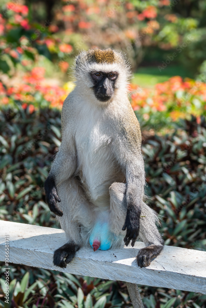 Obraz premium Mandrill, lat. Mandrillus sphinx, Nyungwe Forest National Park, Rwanda