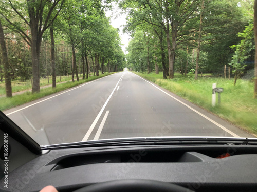 Serene Drive: Driver's Perspective of a Tranquil, Tree-Lined Road