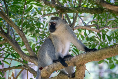 Mandrill, lat. Mandrillus sphinx, Nyungwe Forest National Park, Rwanda