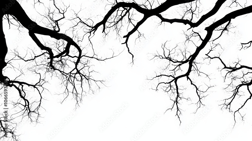 Bare Tree Branches Silhouette Nature Background Winter Black and White Photography Bare Tree Branches Silhouette Nature Background Winter Black and White Photography