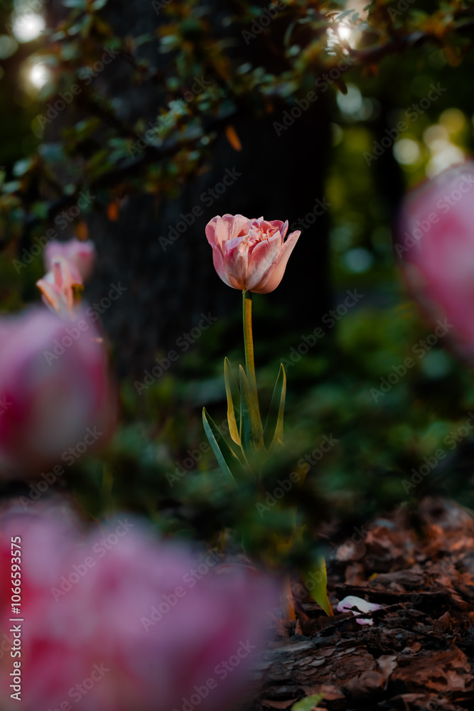 Obraz premium tulip flower dramatic lighting garden floral spring time vertical natural photography