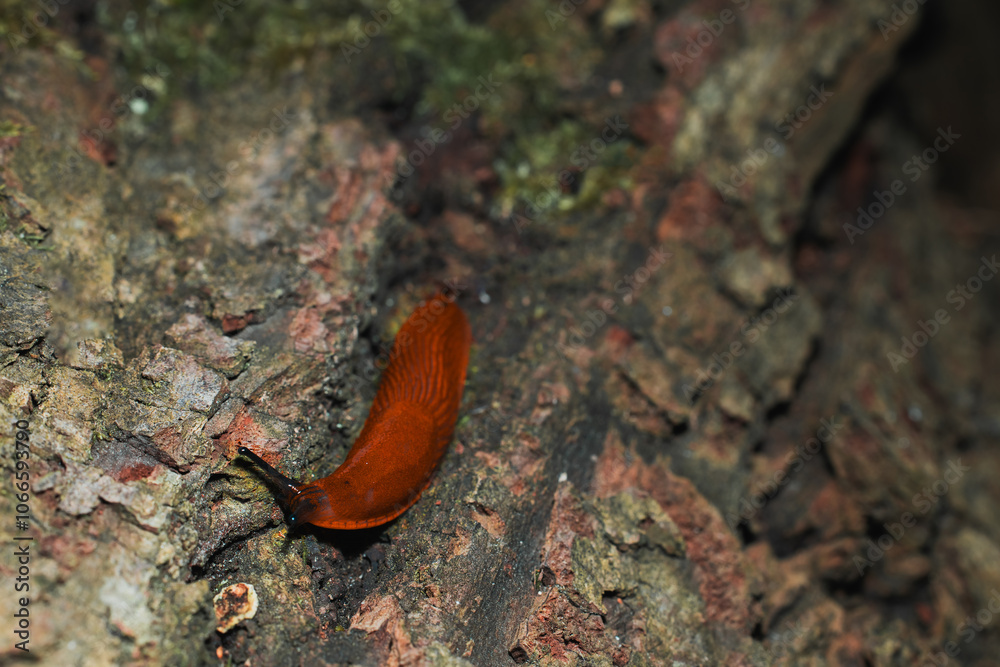 snail slime slow crawling tree bark narrow textured surface macro photography of animal theme concept