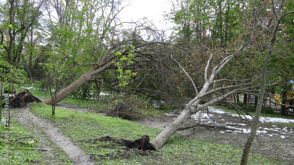 Moldova, Chisinau, logging, after a snowfall, broken trees, broken branches, street, park, fallen trees Moldova, Chisinau, logging, after a snowfall, broken trees, broken branches, street, park, fallen trees