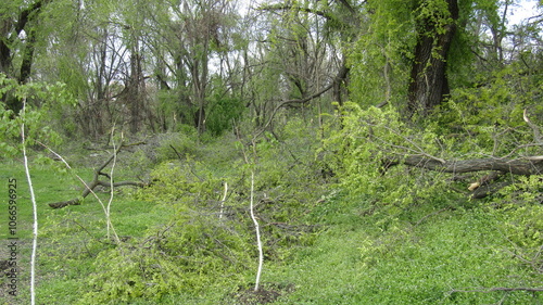 Moldova, Chisinau, logging, after a snowfall, broken trees, broken branches, street, park, fallen trees