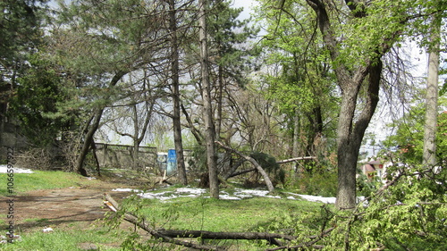 Moldova, Chisinau, logging, after a snowfall, broken trees, broken branches, street, park, fallen trees