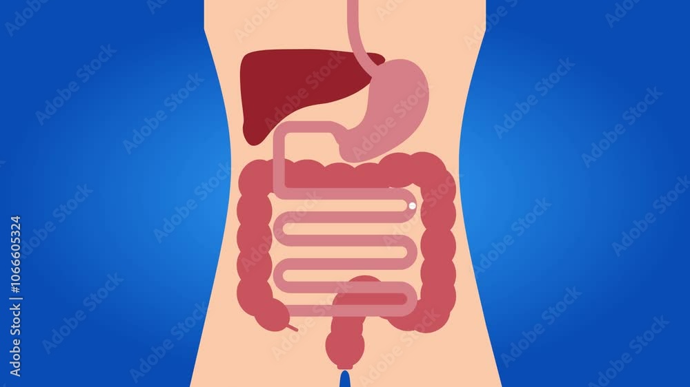 Human Digestive System Animation Showing Stomach and Intestine Anatomy