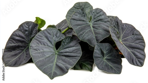 Tropical Colocasia Esculenta Aloha Illustris plant featuring dark green and nearly black leaves isolated on a white background photo