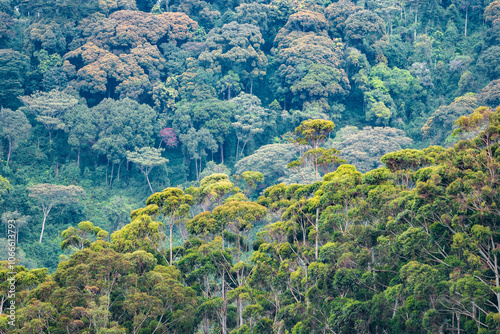 A lush green Nyungwe Forest filled with an abundance of trees and bushes, Rwanda