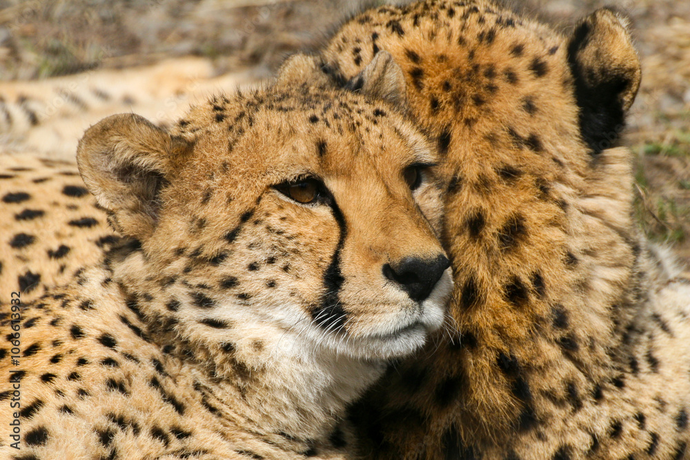 Cheetahs lie in an enclosure at the zoo Cheetahs lie in an enclosure at the zoo