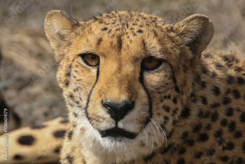 Cheetahs lie in an enclosure at the zoo