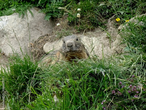 A vigilent marmot on alert, in the grass in the Alps in Savoie, France in summer. photo