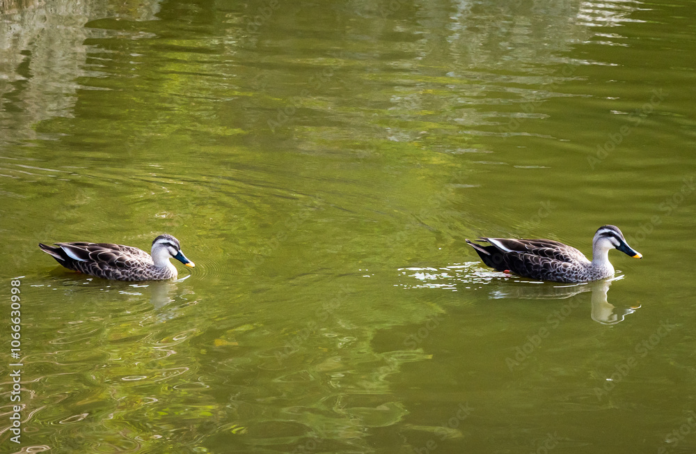 公園の池で泳ぐ二羽の可愛い鴨の姿 公園の池で泳ぐ二羽の可愛い鴨の姿